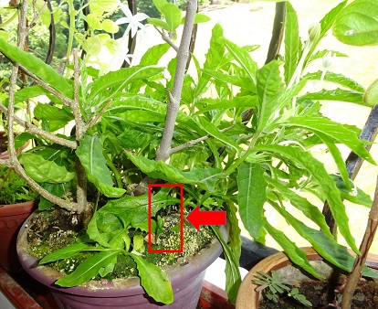 Pot where the Tongue Fern was found photo